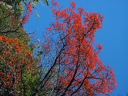 포토 JPG 해외이미지 나무 백그라운드 단풍 잎 하늘 추상 사람없음 야외 빨간색 햇빛 태양 가을 내추럴 엘리먼트 해외202004 해외포토 자연요소 식물 계절 컬러 무늬 파일형식 이미지허브