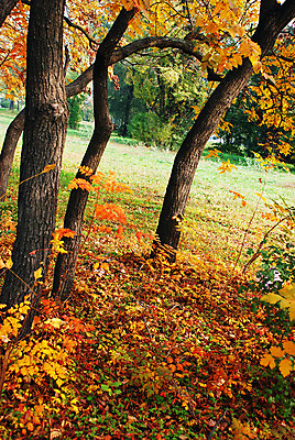 포토 JPG 해외이미지 나무 식물 계절 공원 잎 오렌지 자연 추상 풍경 사람없음 야외 빨간색 초록색 갈색 노란색 맑음 가을 변화 황금 숲 허브 내추럴 해외202004 해외포토 공공시설 컬러 컨셉 무늬 과일 날씨 생태계 파일형식 이미지허브