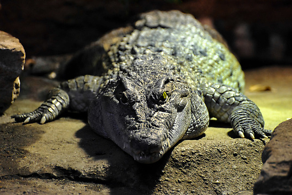 포토 JPG 해외이미지 동물 응시 야생동물 파충류 자연 생물 동물원 저울 사람없음 가로 초록색 머리 입 거친 치아 위험 큼 가죽 피부 묘사 육식동물 악어 사냥꾼 멸종 주둥이 턱 고립 구성 힘찬 해외202004 해외포토 직업 시선 컬러 컨셉 신체부위 소화기관 크기 생태계 파일형식 이미지허브