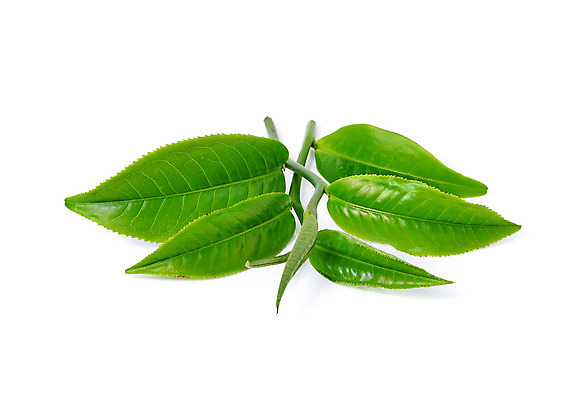 포토 JPG 해외이미지 식물 계절 아시아 음료 백그라운드 잎 밭 농업 자연 아침 새로움 동양인 사람없음 초록색 여름 빛 태양 농장 침묵 활발 성장 시골 신선 닫기 선택 차 인도인 보케 장면 남쪽 산악지대 영양분 케랄라주 해외202004 해외포토 주간 자연요소 외국인 나라 산업 컬러 컨셉 모션 산 인종 소리 인도_나라 방향 생태계 파일형식 이미지허브