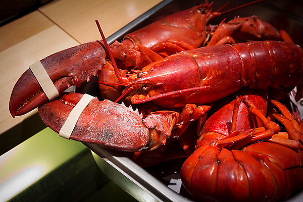 포토 JPG 해외이미지 음식 바다 재료 조개 쟁반 건강 갑각류 요리 사람없음 빨간색 식당 식사 저녁식사 껍질 흰색 신선 우아함 닫기 수증기 큼 바닷가재 먹기 가득함 해산물 꼬리 거인 대서양 고립 삶기 집게발 해외202004 해외포토 동물 컬러 컨셉 모션 어패류 상점 크기 가재 파일형식 이미지허브