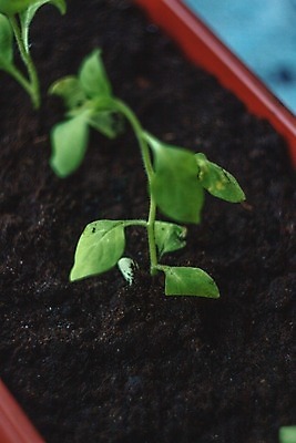포토 JPG 해외이미지 식물 1 계절 꽃 지구 잎 농업 자연 미래 해바라기 씨앗 취미 사람없음 야외 초록색 여름 태양 환경 정원 흙 봄 성장 발코니 신선 업무 냄비 유기농 원예 돌봄 땅바닥 루꼴라 모종 생태학 심기 원예사 해외202004 해외포토 자연요소 직업 웰빙 교육 산업 컬러 컨셉 채소 모션 바닥 작업 솥 생태계 파일형식 이미지허브
