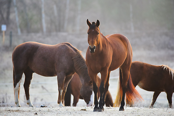 포토 JPG 해외이미지 나무 동물 취미 사람없음 야외 목재 햇빛 농장 일출 목장 추위 안개 시골 신선 숲 시원함 속도 삼림지대 해외202004 해외포토 식물 농업 재료 날씨 태양 노을 파일형식 이미지허브