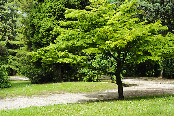 포토 JPG 해외이미지 나무 식물 계절 공원 도로 길 단풍 잎 자연 풍경 잔디 사람없음 야외 목재 초록색 여름 평화 환경 정원 일본 침묵 봄 나뭇가지 시골 숲 오솔길 땅 내추럴 해외202004 해외포토 공공시설 아시아 컬러 컨셉 재료 교통시설 소리 생태계 파일형식 이미지허브