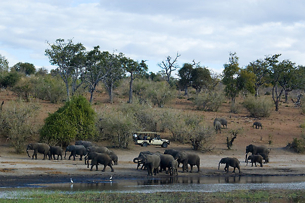 포토 JPG 해외이미지 나무 동물 구름 공원 호수 야생동물 포유류 아프리카 자동차 하늘 코끼리 산 국립공원 사람없음 야외 목재 초록색 물 파란색 강 여행객 개울 그룹 닫기 군중 숲 지프 사파리 언덕 상아 보츠와나 원정 해외202004 해외포토 자연요소 식물 공공시설 나라 육상교통 컬러 재료 모션 승용차 사람 파일형식 이미지허브