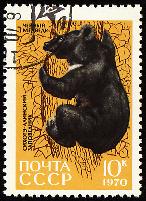 포토 JPG 해외이미지 나무 동물 야생동물 곰 포유류 자연 털 사람없음 갈색 검은색 힘 에너지 위험 큼 모피 수집 심볼 흔적 그림 러시아 우표 취소 동물상 삼림지대 소비에트 지그재그 해외202004 해외포토 식물 유럽 컬러 컨셉 조형물 숲 크기 생태계 파일형식 이미지허브