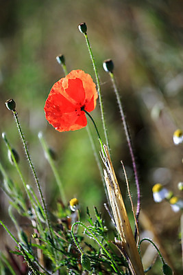 포토 JPG 해외이미지 식물 구름 꽃잎 꽃 길 선 백그라운드 밭 농업 자연 하늘 풍경 사람없음 야외 빨간색 초록색 여름 빛 농작물 햇빛 태양 환경 정원 봄 벚꽃 시골 신선 개화 저녁 생태계 지역 양귀비 파라다이스 평야 수평선 해외202004 해외포토 자연요소 계절 산업 컬러 야간 파일형식 이미지허브