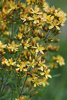 포토 JPG 해외이미지 식물 꽃 잎 자연 건강 사람없음 초록색 여름 약 노란색 벚꽃 개화 허브 해외202004 해외포토 계절 컬러 의학 생태계 파일형식 이미지허브