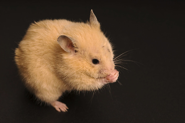 포토 JPG 해외이미지 검은배경 사람없음 반려동물 설치류 햄스터 해외202004 해외포토 동물 백그라운드 검은색 파일형식 이미지허브