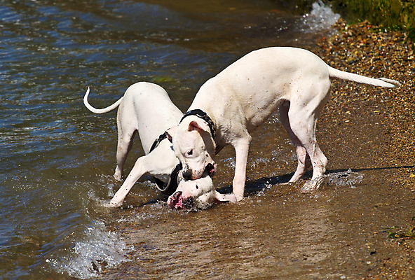 포토 JPG 해외이미지 동물 호수 모래 바다 2 장난 놀이 건강 해변 사람없음 야외 물 반려동물 모래사장 달리기 젖음 나뭇가지 막대기 서핑 그룹 개 떨어짐 혼합 송곳니 기르기 섞기 이스라엘 스플래쉬 해외202004 해외포토 자연요소 나무 컨셉 포유류 모션 수상스포츠 치아 서아시아 돌봄 파일형식 이미지허브