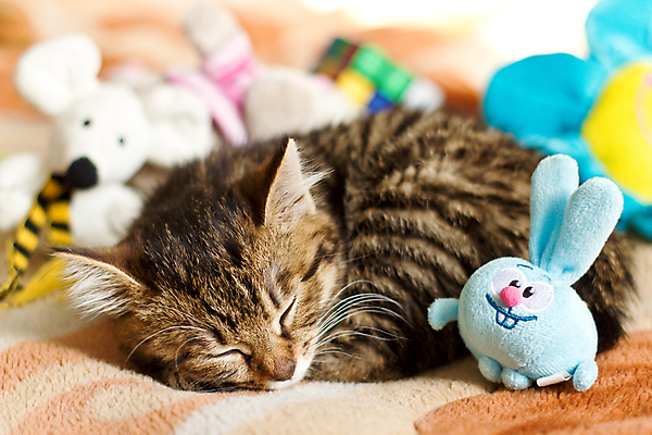 포토 JPG 해외이미지 동물 얼굴 백그라운드 곰 포유류 휴식 친절 털 사람없음 반려동물 수건 장난감 고양이 줄무늬 곰인형 잠 작음 모피 순수 낮잠 부드러움 얼룩무늬 솜털 거짓말 갈색배경 해외202004 해외포토 인형 컨셉 무늬 신체부위 위생용품 갈색 감각 크기 파일형식 이미지허브