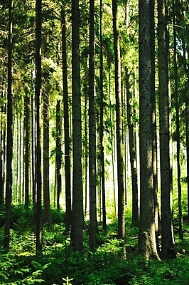 포토 JPG 해외이미지 자연 사람없음 야외 목재 초록색 빛 햇빛 태양 환경 광선 숲 에코 생태계 가문비나무 해외202004 해외포토 자연요소 나무 컬러 재료 파일형식 이미지허브