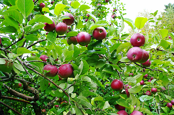 포토 JPG 해외이미지 나무 계절 음식 백그라운드 잎 농업 과일 자연 건강 사람없음 빨간색 초록색 농작물 수확 성장 가을 나뭇가지 시골 신선 사과 과수원 해외202004 해외포토 식물 산업 컬러 생태계 파일형식 이미지허브