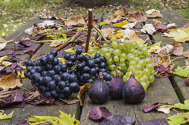 포토 JPG 해외이미지 음식 백그라운드 잎 과일 탁자 포도 건강 사람없음 목재 가로 초록색 파란색 세트 노란색 식사 수확 가을 신선 그룹 닫기 달콤 무화과 숙성 채식주의자 해외202004 해외포토 나무 식물 계절 컬러 가구 농업 재료 모션 맛 채식 파일형식 이미지허브