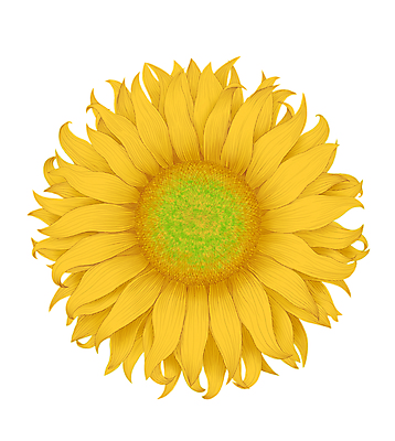 포토 JPG 해외이미지 식물 꽃잎 꽃 농업 일러스트 자연 경사 사람없음 초록색 빛 노란색 봄 층 내추럴 고립 광 사실 진실 해외202004 해외포토 계절 산업 컬러 생태계 파일형식 이미지허브