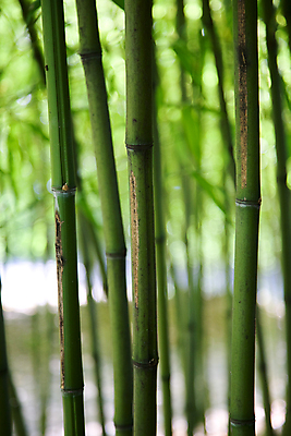 포토 JPG 해외이미지 식물 자연 사람없음 세로 초록색 대나무 내추럴 직진 해외202004 해외포토 나무 컬러 생태계 파일형식 이미지허브
