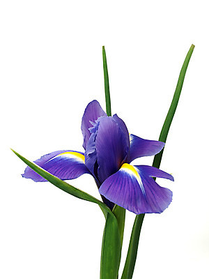 포토 JPG 해외이미지 식물 계절 꽃잎 꽃 줄기 백그라운드 꽃무늬 자연 추상 휴가 발렌타인데이 선물 사람없음 초록색 파란색 보라색 봄 벚꽃 흰색 신선 생일 개화 제비꽃 붓꽃 고립 해외202004 해외포토 기념일 컬러 무늬 데이이벤트 생태계 파일형식 이미지허브