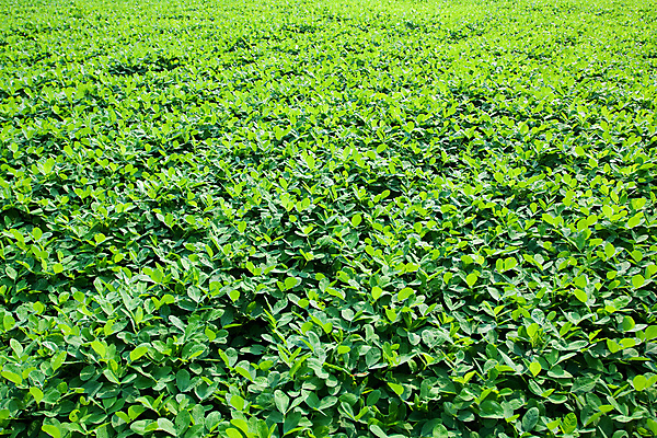 포토 JPG 해외이미지 계절 산업 아시아 지구 음식 백그라운드 잎 밭 농업 채소 자연 콩 건강 풍경 사람없음 야외 초록색 농작물 농장 농경지 중국 흙 견과류 수확 성장 시골 호주 땅콩 먼지 장면 천국 꼬투리 밭일 줄서기 수평선 해외202004 해외포토 식물 나라 컬러 모션 곡류 오세아니아 생태계 파일형식 이미지허브