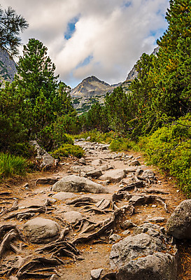 포토 JPG 해외이미지 나무 식물 구름 계절 공원 도로 길 야생동물 자국 자연 하늘 산 풍경 사람없음 야외 세로 초록색 여름 계곡 침묵 산책 하이킹 바위 황무지 정상 숲 오솔길 땅 언덕 뿌리 암초 침엽수 방법 슬로바키아 절정 해외202004 해외포토 자연요소 동물 공공시설 유럽 컬러 교통시설 레저 휴식 소리 돌_바위 생태계 파일형식 이미지허브