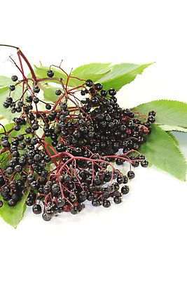 포토 JPG 해외이미지 식물 열매 백그라운드 잎 과일 자연 사람없음 초록색 검은색 흰색 약초 관목 해외202004 해외포토 나무 컬러 풀_식물 생태계 파일형식 이미지허브