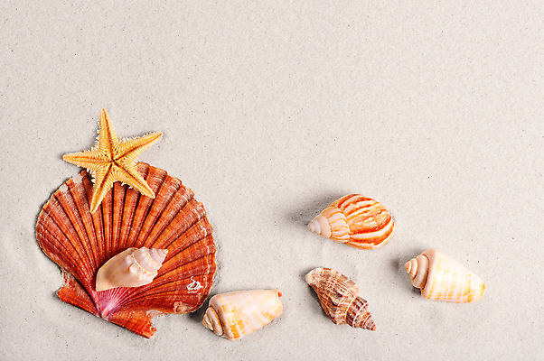 포토 JPG 해외이미지 동물 계절 별 모래 바다 여행 백그라운드 자연 휴가 조개 휴식 불가사리 아이디어 프레임 건조 건강 사람없음 가로 반려동물 햇빛 여행객 침묵 공백 껍질 산호 소라 묘사 준비 휴양지 질감 각도 슛 기념품 해외202004 해외포토 자연요소 컨셉 어패류 극피동물 사람 태양 소리 장소 자포동물 오브젝트 생태계 파일형식 이미지허브