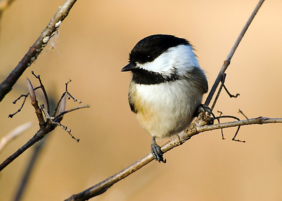 포토 JPG 해외이미지 야생동물 자연 조류 사람없음 야외 숲 해외202004 해외포토 동물 생태계 파일형식 이미지허브