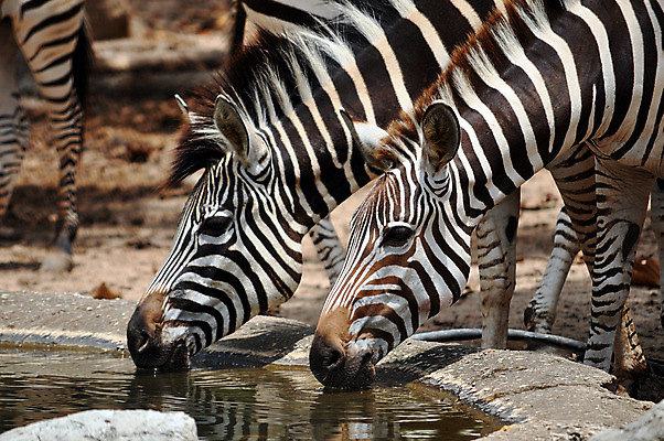 포토 JPG 해외이미지 동물 1 공원 야생동물 여행 패턴 포유류 아프리카 자연 초식동물 사람없음 야외 물 검은색 줄무늬 게임 흰색 아기 그룹 황무지 닫기 군중 사파리 얼룩말 표범 내추럴 송아지 나미비아 마사이족 세렝게티 전국 탄자니아 평야 해외202004 해외포토 자연요소 공공시설 나라 새끼 컬러 무늬 모션 놀이 사람 말_동물 소 생태계 남아프리카 파일형식 이미지허브