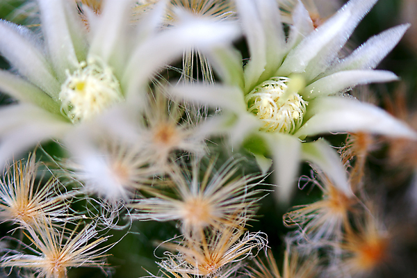 포토 JPG 해외이미지 식물 꽃 자연 선인장 사람없음 초록색 어둠 오브젝트 분재 해외202004 해외포토 나무 컬러 생태계 파일형식 이미지허브