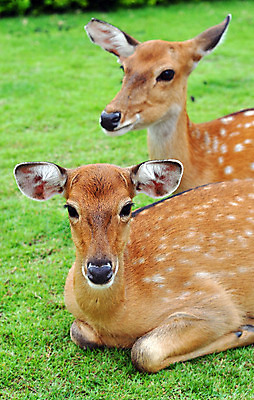 포토 JPG 해외이미지 동물 1 공원 여자 야생동물 백그라운드 밭 신체 포유류 자연 사슴 새로움 털 뿔 동물원 서기 성인 사람없음 야외 초록색 여름 갈색 달러 일본 봄 가을 흰색 아기 점 그룹 군중 숲 먹이 싱글 귀 내추럴 해외202004 해외포토 계절 공공시설 아시아 컬러 컨셉 돈 농업 모션 사람 신체부위 생태계 파일형식 이미지허브