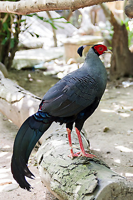 포토 JPG 해외이미지 동물 공원 날개 자연 조류 동물원 서기 사람없음 초록색 갈색 침묵 꼬리 부리 꿩 생존 해외202004 해외포토 공공시설 컬러 모션 소리 생태계 파일형식 이미지허브