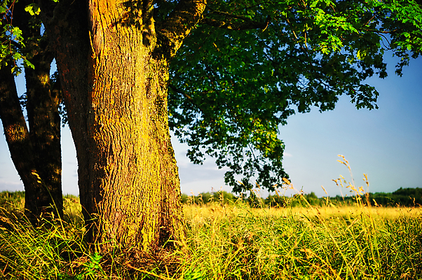포토 JPG 해외이미지 나무 식물 공원 잎 자연 풍경 사람없음 목재 초록색 여름 환경 숲 해외202004 해외포토 계절 공공시설 컬러 재료 생태계 파일형식 이미지허브