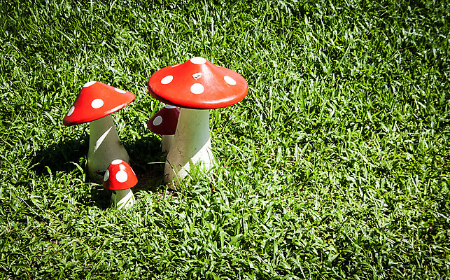 포토 JPG 해외이미지 식물 디자인 계절 공원 백그라운드 컨셉 잎 패턴 밭 재료 자연 하늘 부활절 미술 풍경 잔디 사람없음 아웃포커스 빨간색 초록색 여름 빛 컬러풀 태양 환경 정원 맑음 버섯 봄 새벽 안개 신선 보케 시멘트 내추럴 단백질 인공 효과 해외202004 해외포토 자연요소 공공시설 기념일 컬러 무늬 농업 날씨 문화예술 촬영기법 생태계 영양소 파일형식 이미지허브