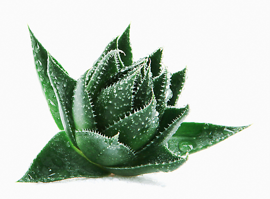 포토 JPG 해외이미지 식물 꽃 줄기 백그라운드 잎 자연 선인장 건강 사람없음 초록색 물 빛 약 우주 주스 화장품 활발 젖음 사막 성장 흰색 신선 가시 닫기 떨어짐 허브 피부 순수 묘사 피부관리 스파이크 고립 넘어짐 돌봄 알로에 억울 해외202004 해외포토 자연요소 감정 음료 컬러 컨셉 의학 모션 신체부위 뷰티 생태계 파일형식 이미지허브