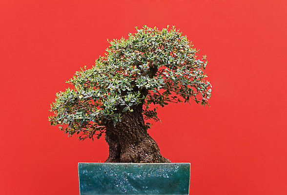 포토 JPG 해외이미지 나무 식물 전통 아시아 문화 백그라운드 단풍 낙엽 잎 자연 동양인 사람없음 초록색 일본 중국 봄 미니어처 나뭇가지 냄비 작음 분재 난쟁이 고립 심기 옛날 가문비나무 해외202004 해외포토 계절 나라 컬러 모션 인종 모형 솥 크기 생태계 파일형식 이미지허브