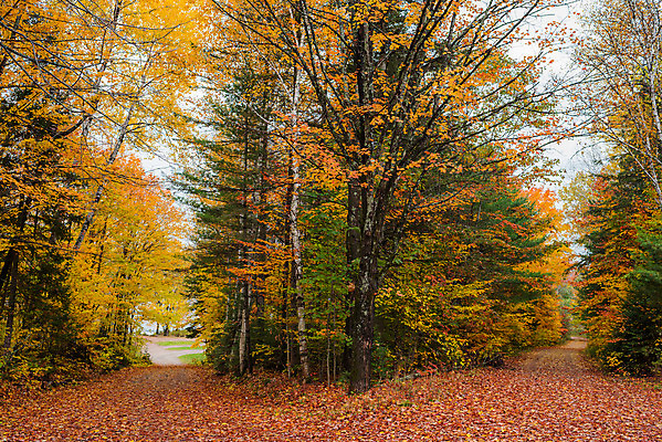 포토 JPG 해외이미지 나무 계절 도로 낙엽 잎 오렌지 자연 조명 풍경 사람없음 야외 컬러풀 노란색 평화 침묵 가을 신선 황무지 숲 시원함 자원 내추럴 삼림지대 해외202004 해외포토 식물 길 컬러 컨셉 과일 교통시설 소리 생태계 파일형식 이미지허브