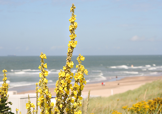 포토 JPG 해외이미지 꽃 바다 백그라운드 밭 자연 휴가 사람없음 야외 노란색 정원 봄 벚꽃 시골 서핑 모래언덕 네덜란드 해외202004 해외포토 식물 계절 유럽 컬러 농업 수상스포츠 언덕 생태계 파일형식 이미지허브