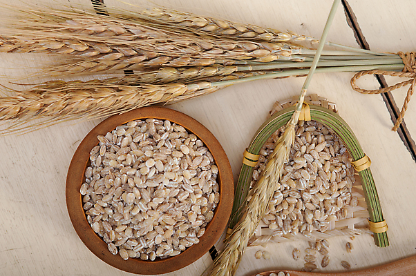 포토 JPG 해외이미지 근접촬영 사람없음 농작물 낟알 보리 보리이삭 해외202004 해외포토 뷰포인트 농업 곡류 이삭 파일형식 이미지허브