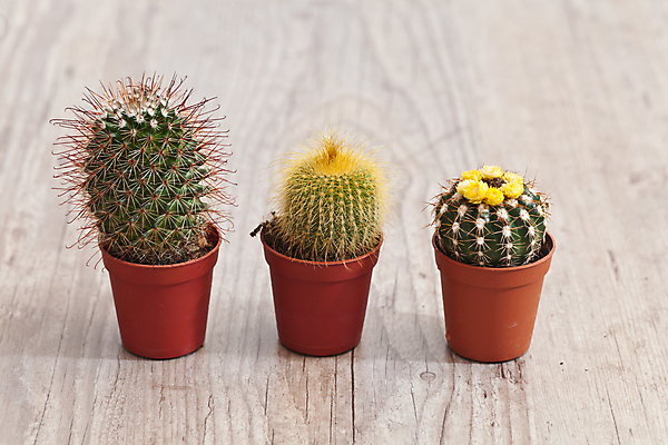 포토 JPG 해외이미지 식물 꽃 백그라운드 자연 선인장 사람없음 목재 장식 가시 냄비 스파이크 심기 해외202004 해외포토 나무 재료 모션 솥 생태계 파일형식 이미지허브