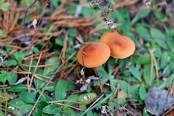 포토 JPG 해외이미지 식물 꽃 잎 2 자연 사람없음 야외 가로 초록색 갈색 버섯 숲 땅바닥 해외202004 해외포토 컬러 바닥 생태계 파일형식 이미지허브