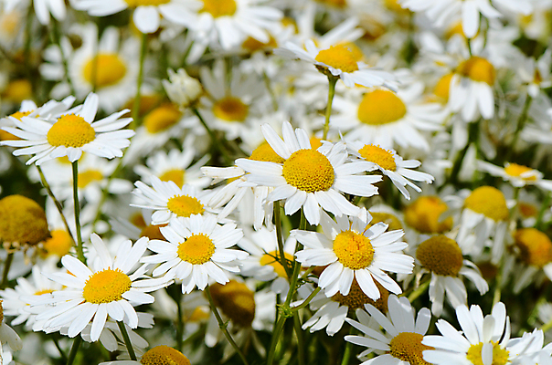 포토 JPG 해외이미지 식물 꽃잎 꽃 줄기 백그라운드 꽃무늬 밭 자연 추상 사람없음 초록색 컬러풀 노란색 머리 정원 봄 성장 벚꽃 흰색 신선 우아함 묘사 오브젝트 유기농 데이지 내추럴 엘리먼트 캐모마일 해외202004 해외포토 웰빙 계절 컬러 컨셉 무늬 농업 신체부위 허브 생태계 파일형식 이미지허브