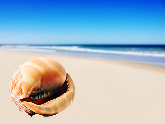 포토 JPG 해외이미지 동물 디자인 야생동물 모래 바다 섬 여행 백그라운드 자연 휴가 조개 휴식 창조 해변 사람없음 물 여름 파란색 환경 수중 껍질 휴양지 생물학 암초 수족관 보물 생태학 완벽 파라다이스 해외202004 해외포토 자연요소 계절 교육 컬러 컨셉 어패류 장소 생태계 파일형식 이미지허브