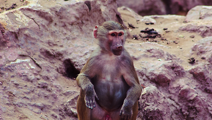 포토 JPG 해외이미지 동물 계절 공원 아시아 여행 백그라운드 포유류 아프리카 자연 생물 동물원 이집트 종류 미술 사람없음 야외 반려동물 환경 원숭이 황무지 숲 모피 유인원 포트폴리오 해외202004 해외포토 공공시설 나라 문화예술 생태계 파일형식 이미지허브