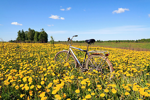 포토 JPG 해외이미지 식물 외관 꽃잎 꽃 야생동물 곤충 밭 자연 하늘 기술 씨앗 풍경 사람없음 야외 가로 초록색 여름 햇빛 농장 노란색 자전거 침묵 봄 활발 성장 벚꽃 시골 닫기 수분 민들레 벌 문학 장면 천국 꿀 전경 해외202004 해외포토 동물 계절 컬러 컨셉 농업 모션 태양 바이크 소리 생태계 파일형식 탑뷰 이미지허브