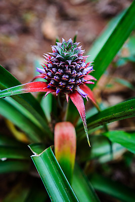 포토 JPG 해외이미지 나무 식물 손 음식 백그라운드 잎 농업 과일 자연 귤 건강 사람없음 야외 초록색 농장 우주 정원 수확 성장 신선 잡기 못 선택 달콤 농부 파인애플 유기농 질감 날것 하와이 내추럴 밭일 숙성 식용 이국적 해외202004 해외포토 직업 웰빙 산업 컬러 컨셉 모션 신체부위 미국 공구 맛 열대과일 생태계 파일형식 이미지허브