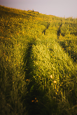 포토 JPG 해외이미지 나무 도로 여행 자연 하늘 휴가 풍경 사람없음 야외 세로 초록색 여름 파란색 햇빛 노란색 마을 산책 시골 언덕 스카이라인 옛날 수평선 해외202004 해외포토 식물 계절 길 컬러 교통시설 휴식 태양 생태계 파일형식 이미지허브