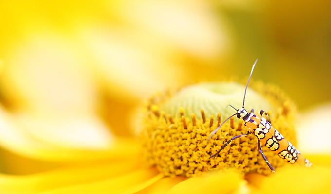 포토 JPG 해외이미지 꽃 곤충 사람없음 컬러풀 노란색 웹 벌레 꽃가루 꿀 나방 해외202004 해외포토 식물 동물 컬러 인터넷 가루 파일형식 이미지허브