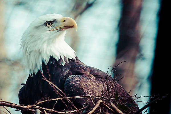 포토 JPG 해외이미지 동물 척추동물 응시 얼굴 야생동물 바다 자연 조류 생물 종류 사람없음 갈색 노란색 머리 검은색 미국 흰색 먹이 깃털 정사각형 부리 독수리 사냥꾼 멸종 붓꽃 웅장함 포식 해외202004 해외포토 도형 직업 시선 꽃 컬러 북아메리카 신체부위 생태계 파일형식 이미지허브