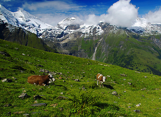 포토 JPG 해외이미지 구름 유럽 겨울 밭 농업 자연 하늘 산 독일 풍경 사람없음 초록색 파란색 농장 환경 봄 목장 등산 하이킹 바위 소 오스트리아 군중 먹기 스위스 언덕 알프스 밭일 생태학 절정 해외202004 해외포토 자연요소 계절 교육 나라 산업 컬러 포유류 모션 레저 사람 트래킹 돌_바위 생태계 파일형식 이미지허브