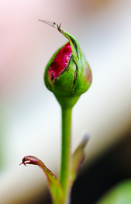 포토 JPG 해외이미지 식물 기념일 꽃잎 꽃 꽃다발 결혼 백그라운드 꽃무늬 패턴 데이트 자연 벽지 휴가 발렌타인데이 선물 사랑 사람없음 빨간색 초록색 물 장미 벚꽃 축하 인사 신용카드 생일 닫기 떨어짐 다발 오브젝트 싱글 원예 내추럴 고립 제안 파스텔톤 해외202004 해외포토 자연요소 감정 컬러 컨셉 무늬 모션 데이이벤트 이벤트 취미 금융 예절 생태계 파일형식 이미지허브
