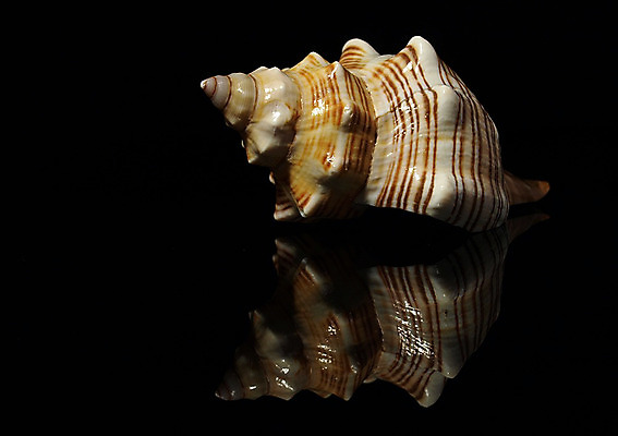 포토 JPG 해외이미지 바다 자연 조개 연체동물 나선형 사람없음 장식 검은색 껍질 나사 소라 해외202004 해외포토 컬러 무늬 어패류 무척추동물 공구 생태계 파일형식 이미지허브